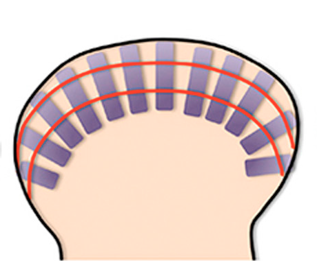 Role of Hox genes in regulating digit patterning.