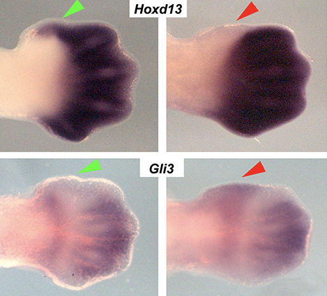 The formation of the thumb requires direct modulation of Gli3 transcription by Hoxa13